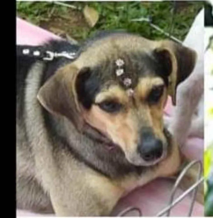 Cachorro ra a Srd idade 3 anos nome Chu chu