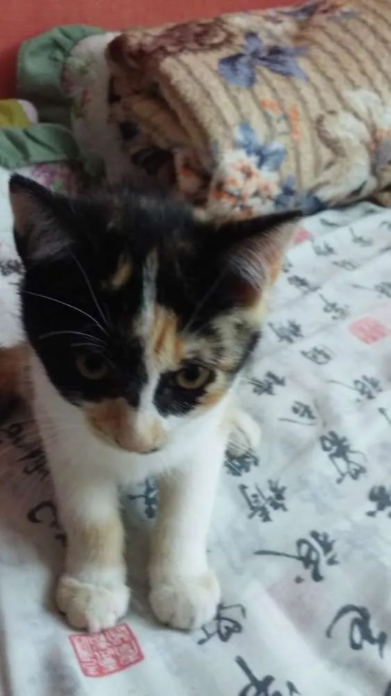 Gato ra a Srs idade 2 a 6 meses nome Mascara