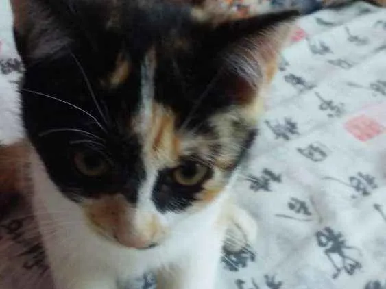 Gato ra a Srs idade 2 a 6 meses nome Mascara