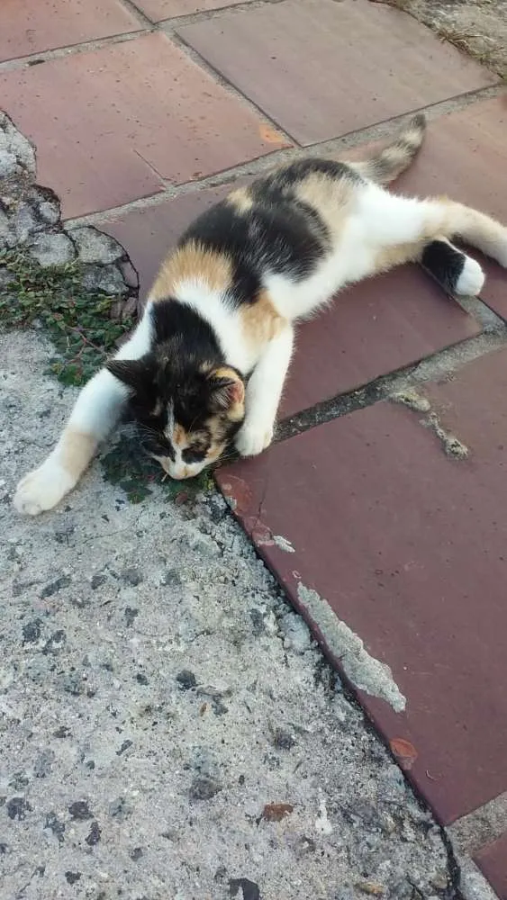 Gato ra a Srs idade 2 a 6 meses nome Mascara