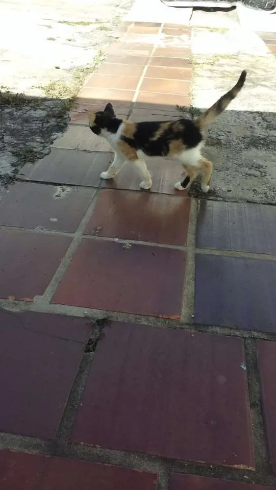 Gato ra a Srs idade 2 a 6 meses nome Mascara