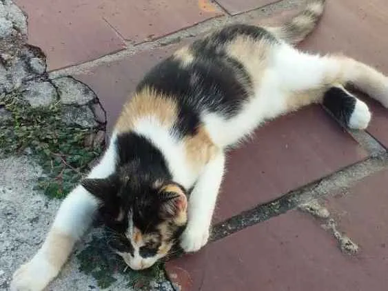 Gato ra a Srs idade 2 a 6 meses nome Mascara
