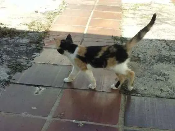 Gato ra a Srs idade 2 a 6 meses nome Mascara