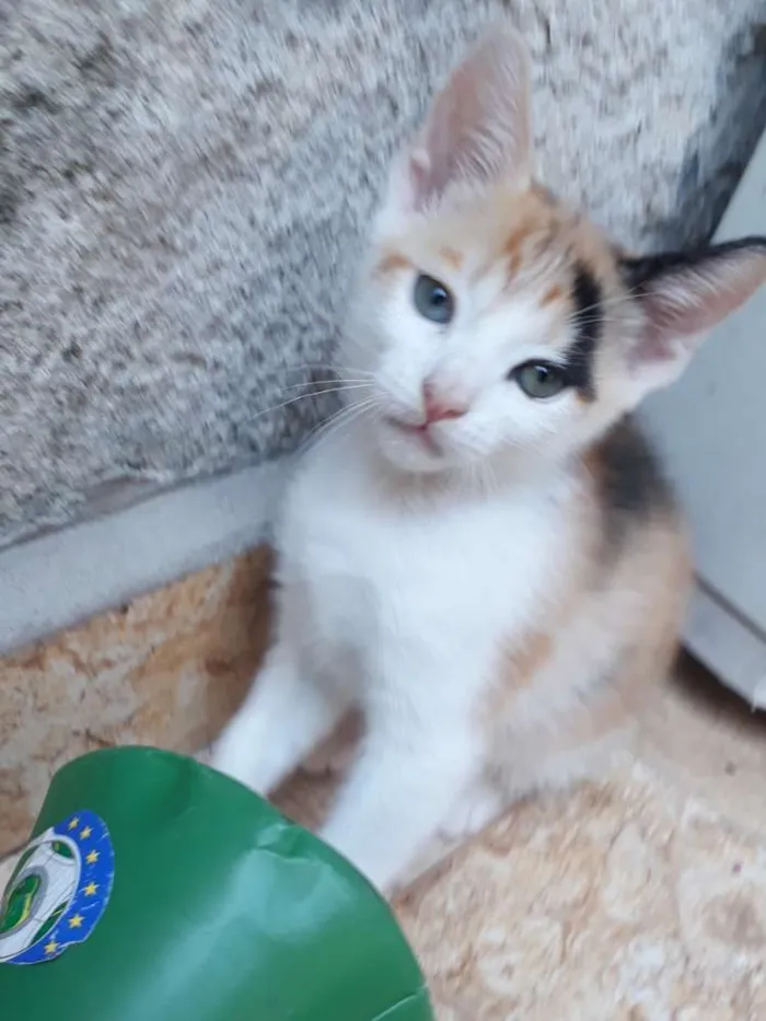 Gato ra a SRD idade Abaixo de 2 meses nome Cookie