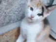 Cookie