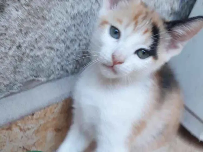 Gato ra a SRD idade Abaixo de 2 meses nome Cookie