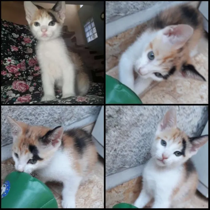 Gato ra a SRD idade Abaixo de 2 meses nome Cookie