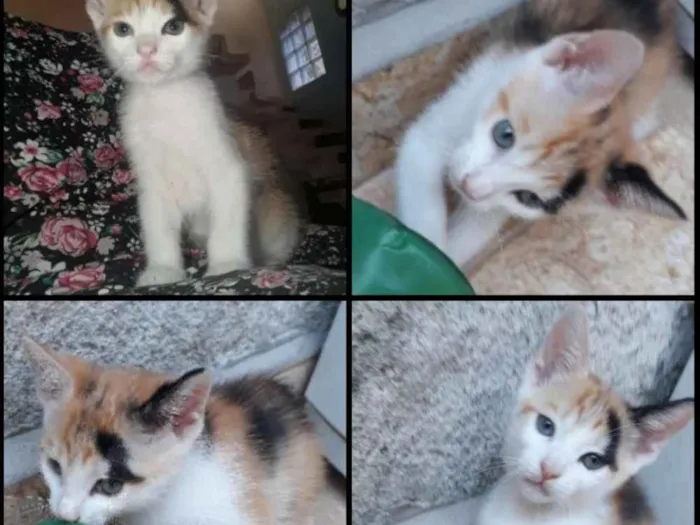 Gato ra a SRD idade Abaixo de 2 meses nome Cookie