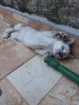 Tequila