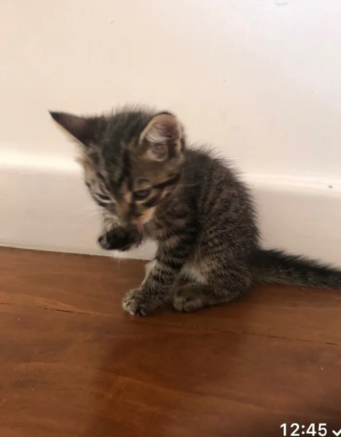 Gato raça Não sei idade  nome Sem nome