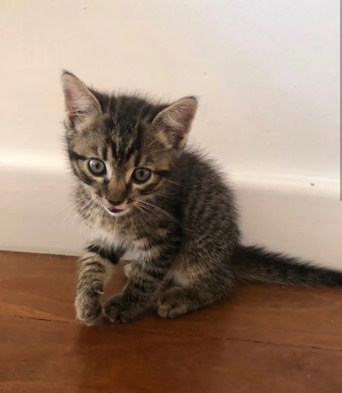 Gato raça Não sei idade  nome Sem nome