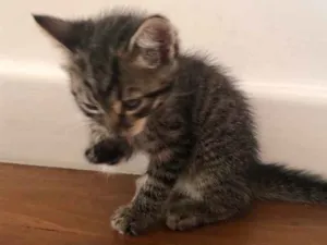 Gato raça Não sei idade  nome Sem nome