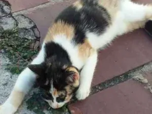 Gato raça Srs idade 2 a 6 meses nome Mascara