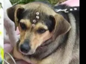 Cachorro raça Srd idade 3 anos nome Chu chu