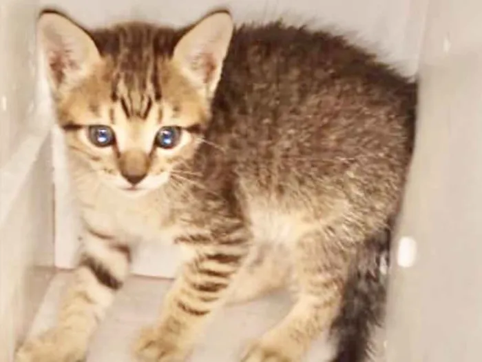 Gato ra a Mestiço  idade 2 a 6 meses nome Pingo 