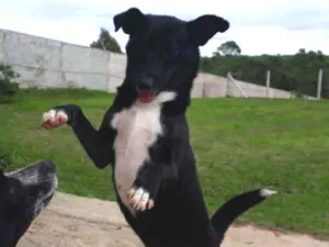 Cachorro raça Srd idade 1 ano nome Frida