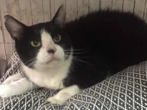Gato raça SRD idade 3 anos nome Romeu 