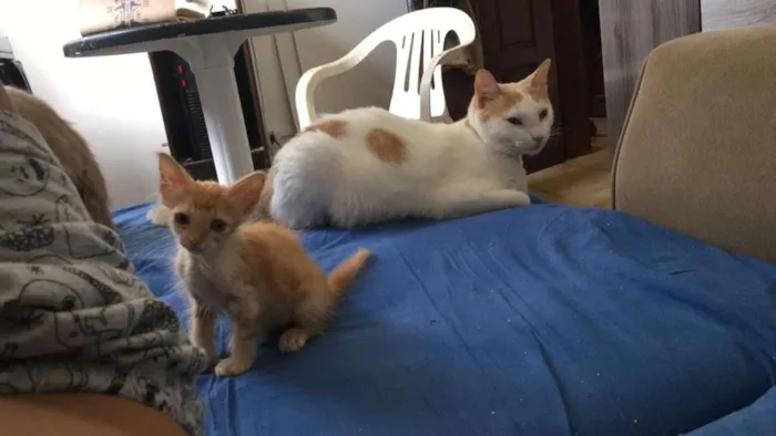 Gato raça Srd idade Abaixo de 2 meses nome Ás