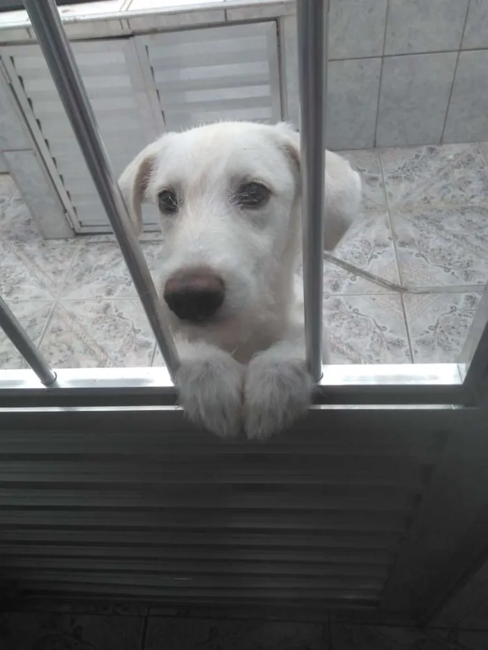 Cachorro ra a Indefinida idade 2 a 6 meses nome Toby