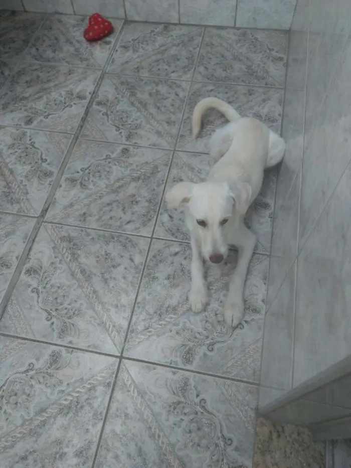Cachorro ra a Indefinida idade 2 a 6 meses nome Toby