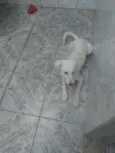 Toby