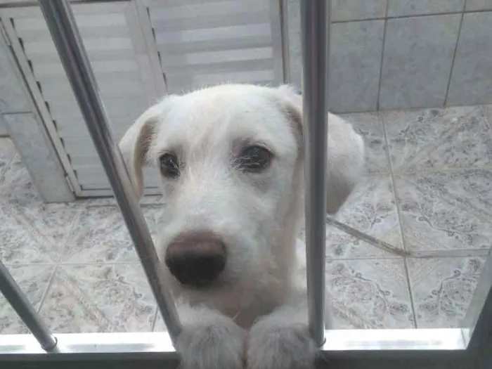 Cachorro ra a Indefinida idade 2 a 6 meses nome Toby