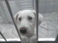 Toby