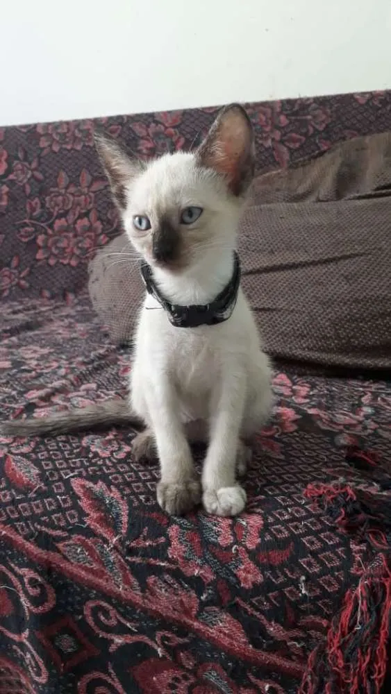 Gato raça Siamês idade Abaixo de 2 meses nome Siameses