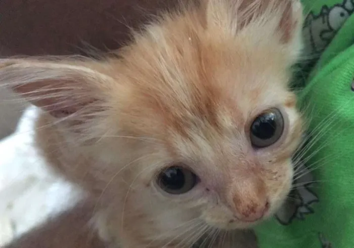 Gato raça Srd idade Abaixo de 2 meses nome Ás