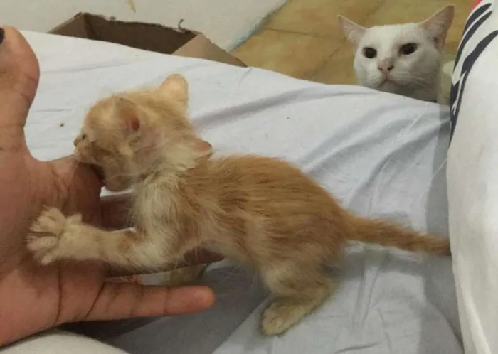 Gato raça Srd idade Abaixo de 2 meses nome Ás