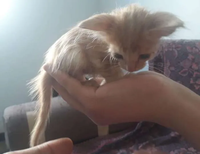 Gato raça Srd idade Abaixo de 2 meses nome Ás