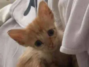 Gato raça Srd idade Abaixo de 2 meses nome Ás
