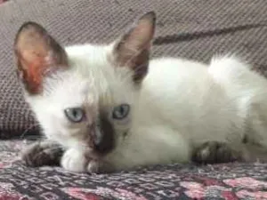 Gato raça Siamês idade Abaixo de 2 meses nome Siameses