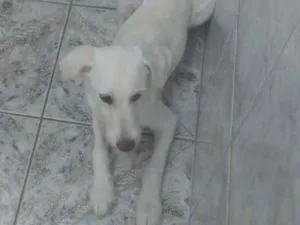 Cachorro raça Indefinida idade 2 a 6 meses nome Toby