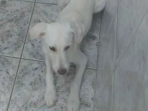 Cachorro ra a Indefinida idade 2 a 6 meses nome Toby