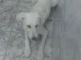 Toby
