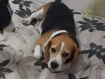 Cachorro ra a Beagle  idade 1 ano nome Ringo