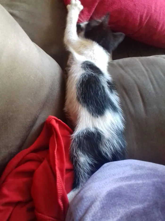 Gato ra a Srd idade Abaixo de 2 meses nome Mel