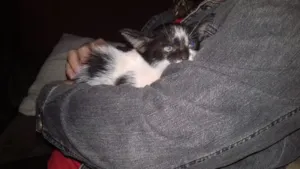 Gato raça Srd idade Abaixo de 2 meses nome Mel