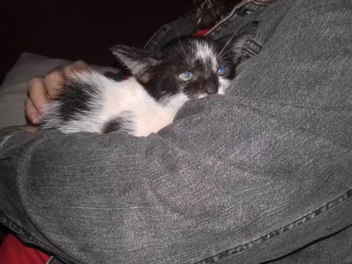 Gato ra a Srd idade Abaixo de 2 meses nome Mel