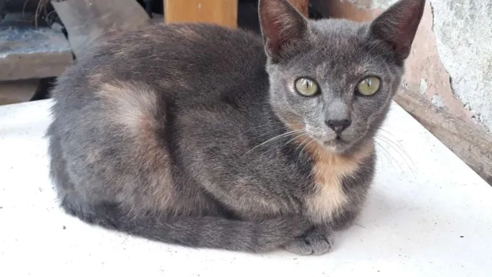 Gato ra a Vira-lata idade 2 a 6 meses nome Sem nome 