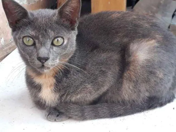 Gato ra a Vira-lata idade 2 a 6 meses nome Sem nome 