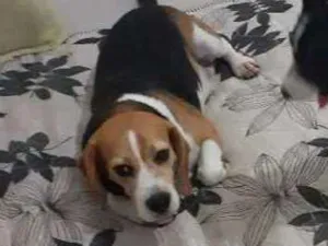 Cachorro raça Beagle  idade 1 ano nome Ringo