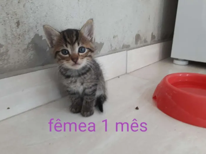 Gato ra a  idade Abaixo de 2 meses nome Ângela 