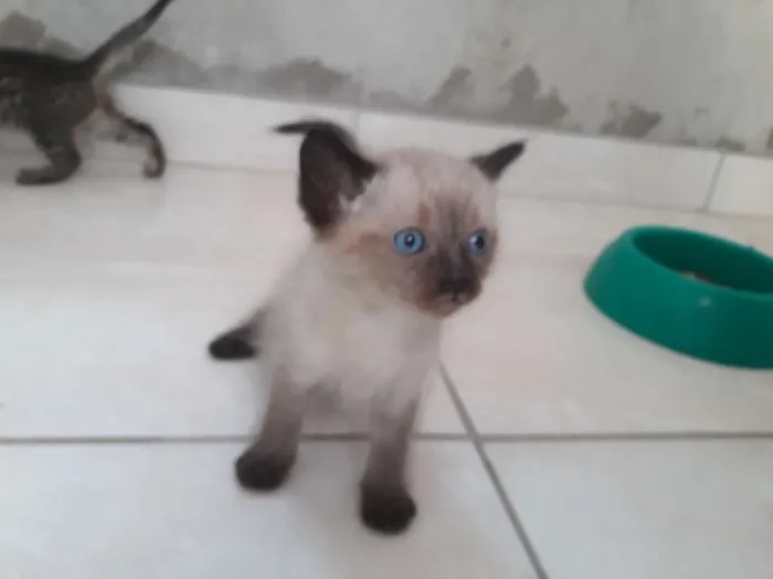 Gato ra a  idade Abaixo de 2 meses nome Ângela 