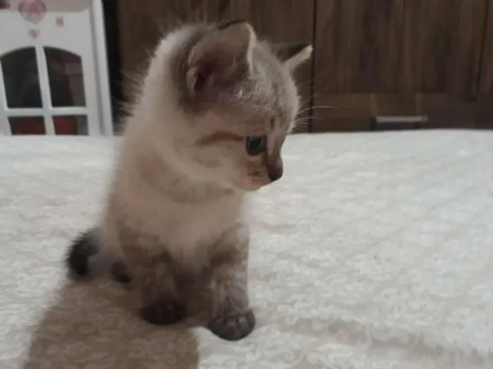 Gato ra a  idade Abaixo de 2 meses nome Ângela 