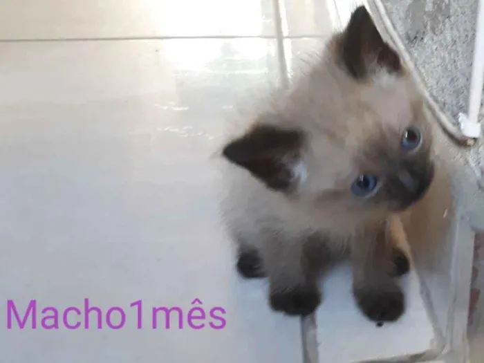 Gato ra a  idade Abaixo de 2 meses nome Ângela 