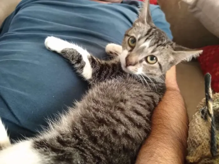 Gato ra a srd idade 2 a 6 meses nome à escolher