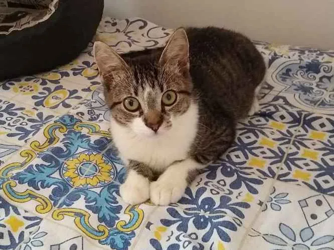 Gato ra a srd idade 2 a 6 meses nome à escolher