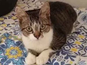 Gato raça srd idade 2 a 6 meses nome à escolher